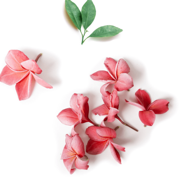 Dot&Key – Skin Awakening Moisture Boost Serum AND Illuminating Glow Moisturizer in Serum –&nbsp;Review